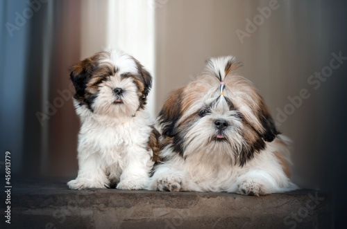 Fotografie shih tzu dog photo shoot cute puppies lovely pet portrait magic light
