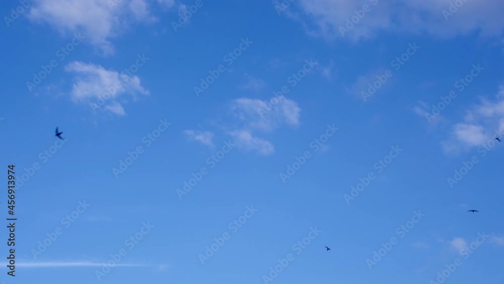A flock of swifts is flying rapidly against the background of blue sky and clouds. A flock of swifts is flying rapidly against the background of blue sky and clouds.