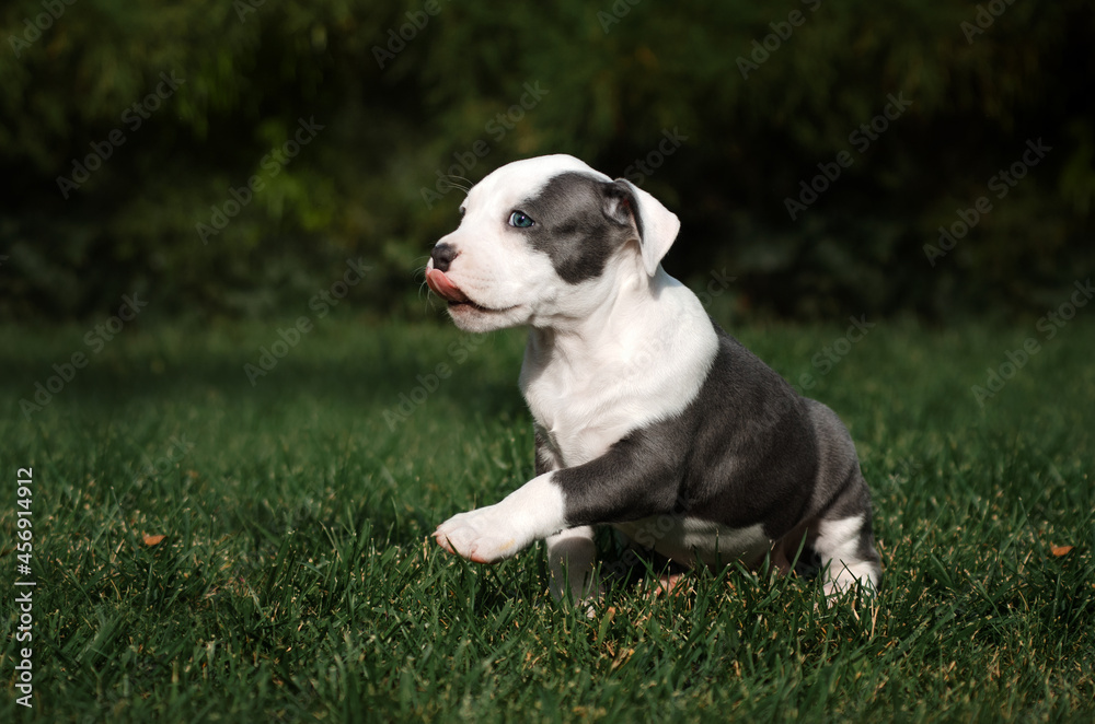 american staffordshire terrier dog cute photo of little puppies walking in nature with a pet
