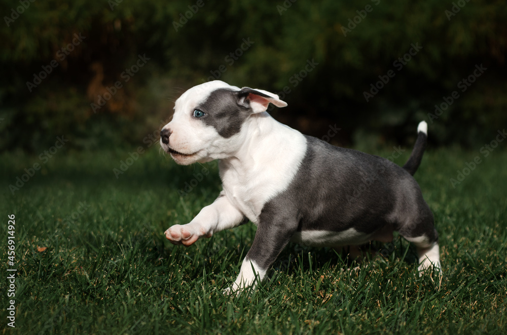 Fototapeta premium american staffordshire terrier dog cute photo of little puppies walking in nature with a pet 