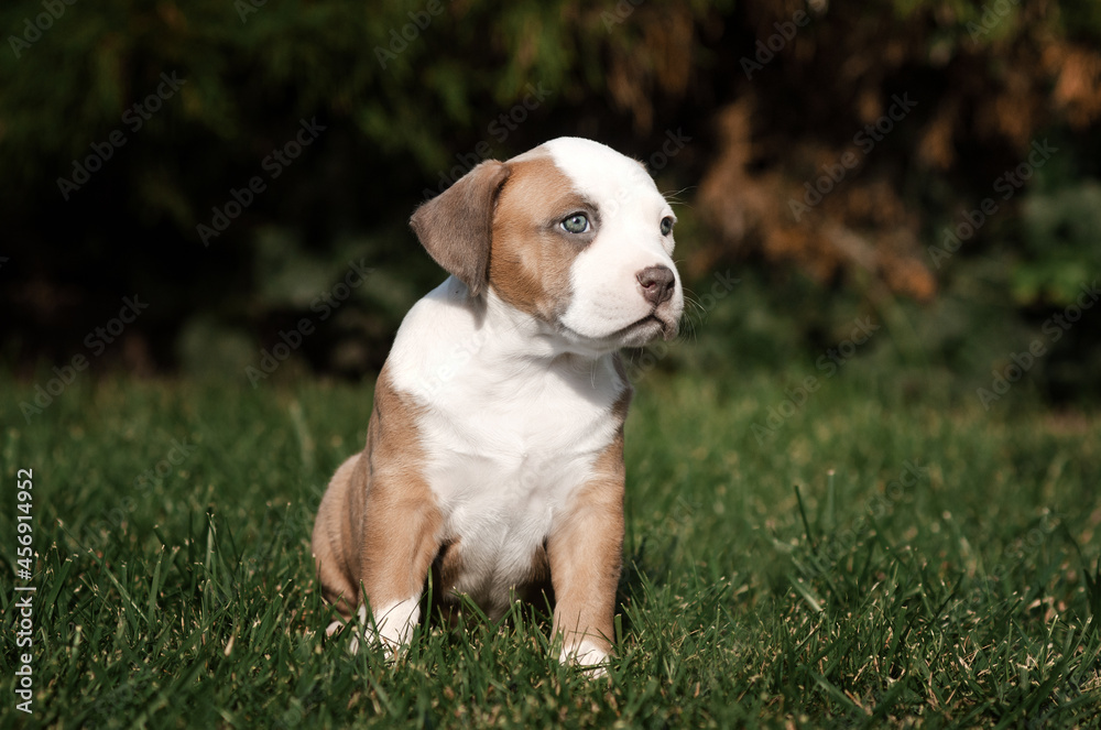 american staffordshire terrier dog cute photo of little puppies walking in nature with a pet
