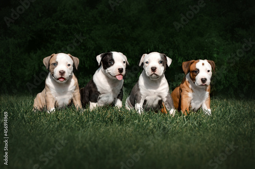 american staffordshire terrier dog cute photo of little puppies walking in nature with a pet  © Kate