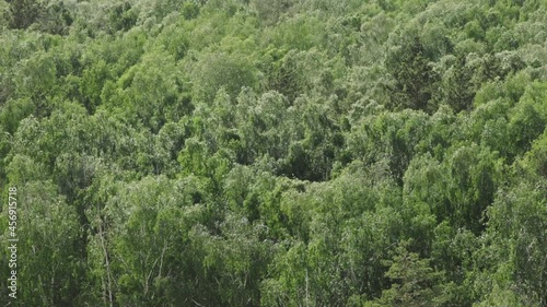 Birch forest in windy weather