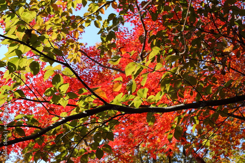 緑の葉と紅葉のコントラスト