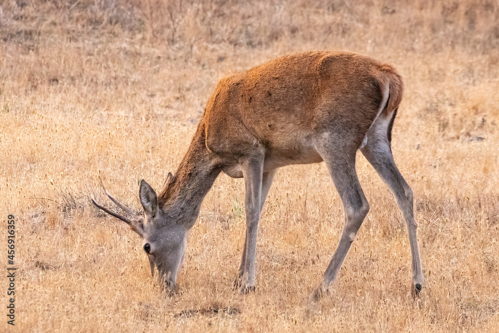 Fototapeta premium young male deer with fledgling antlers grazing in a dry meadow in autumn