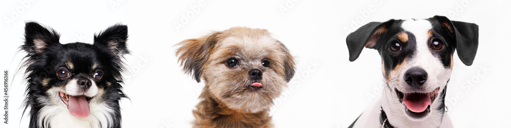 Panoramic photo of funny smiling dogs on white background. Lovely puppy of chihuahua, Shih tzu and Jack Russell Terrier. Wide angle horizontal wallpaper or web banner. Panoramic photo of funny smiling dogs on white background. Lovely puppy of chihuahua, Shih tzu and Jack Russell Terrier. Wide angle horizontal wallpaper or web banner.