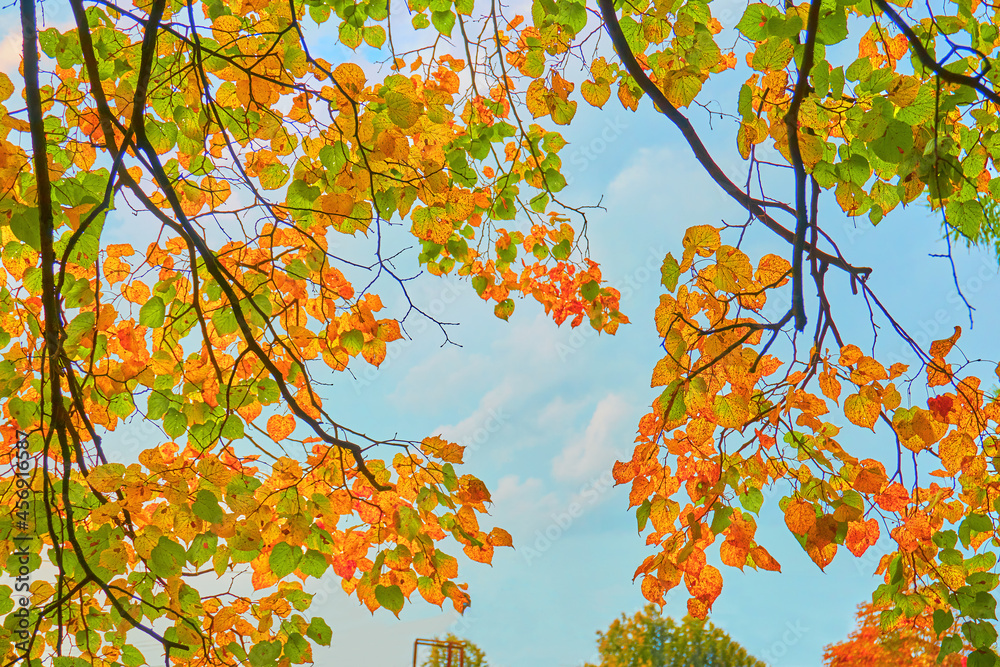 Autumn, yellow, red and orange leaves on trees and grass. A bright yellow orange sun shines through the leaves and branches of trees. The sun in the turquoise sky Autumn, yellow, red and orange leaves on trees and grass. A bright yellow orange sun shines through the leaves and branches of trees. The sun in the turquoise sky