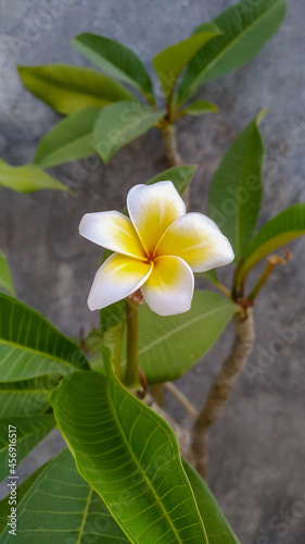 White frangipani flower blooming in the garden photo