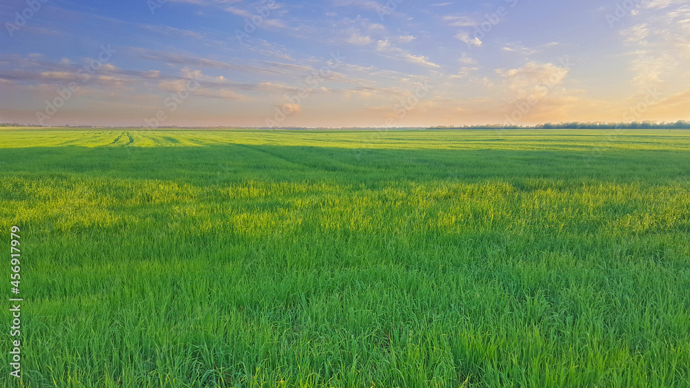 Obraz premium green field and sky