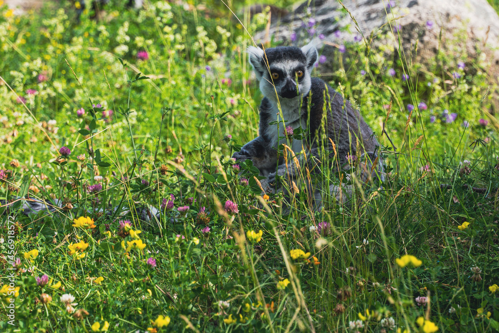 Fototapeta premium Lemur in flowers
