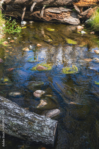 Water surface with algae