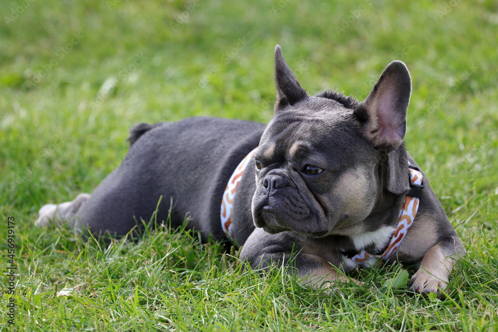 French Bulldog on grass