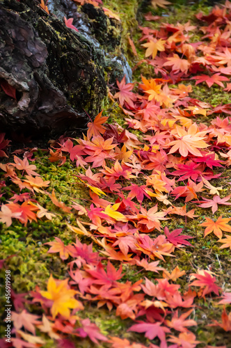 Gorgeous Japanese colorful maple leaves on the green ground, tree trunk.
