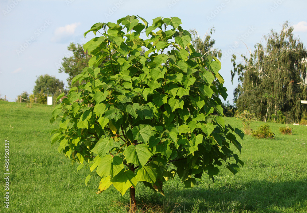 Obraz premium Paulownia omszona (Paulownia tomentosa) rosnąca w ogrodzie