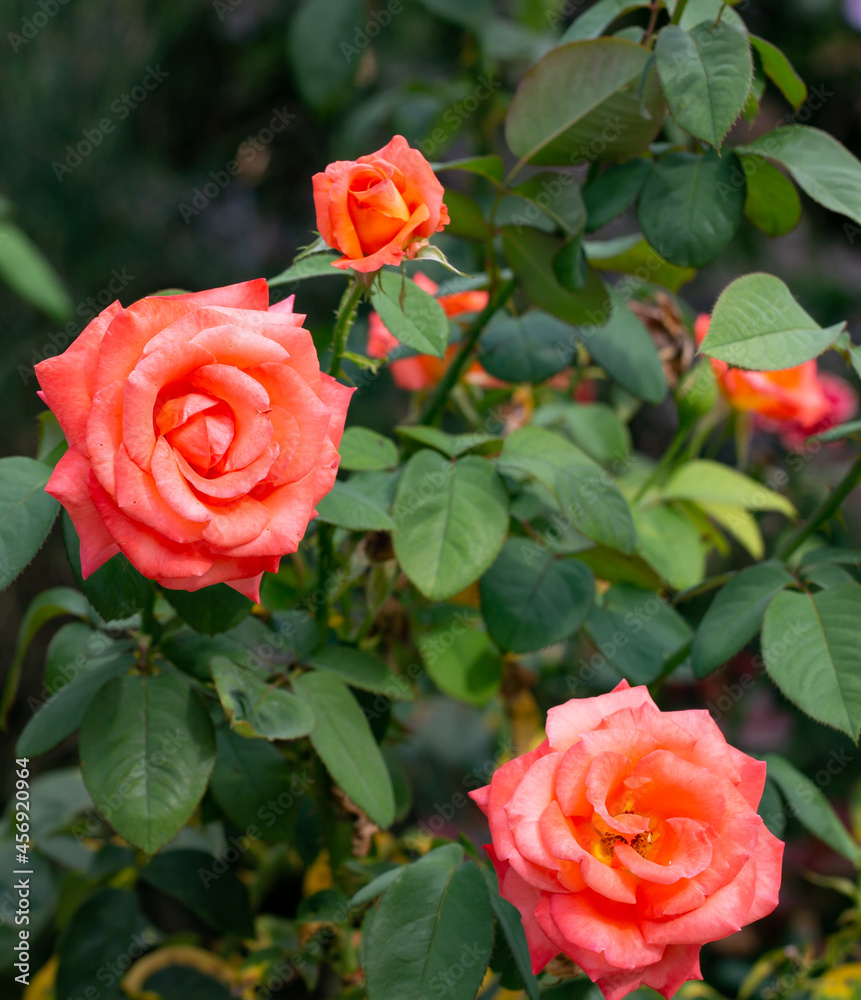Beautiful Chinese rose in the old park in summer Beautiful Chinese rose in the old park in summer