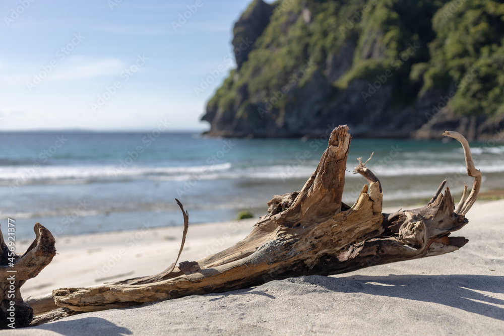 driftwood on the beach driftwood on the beach