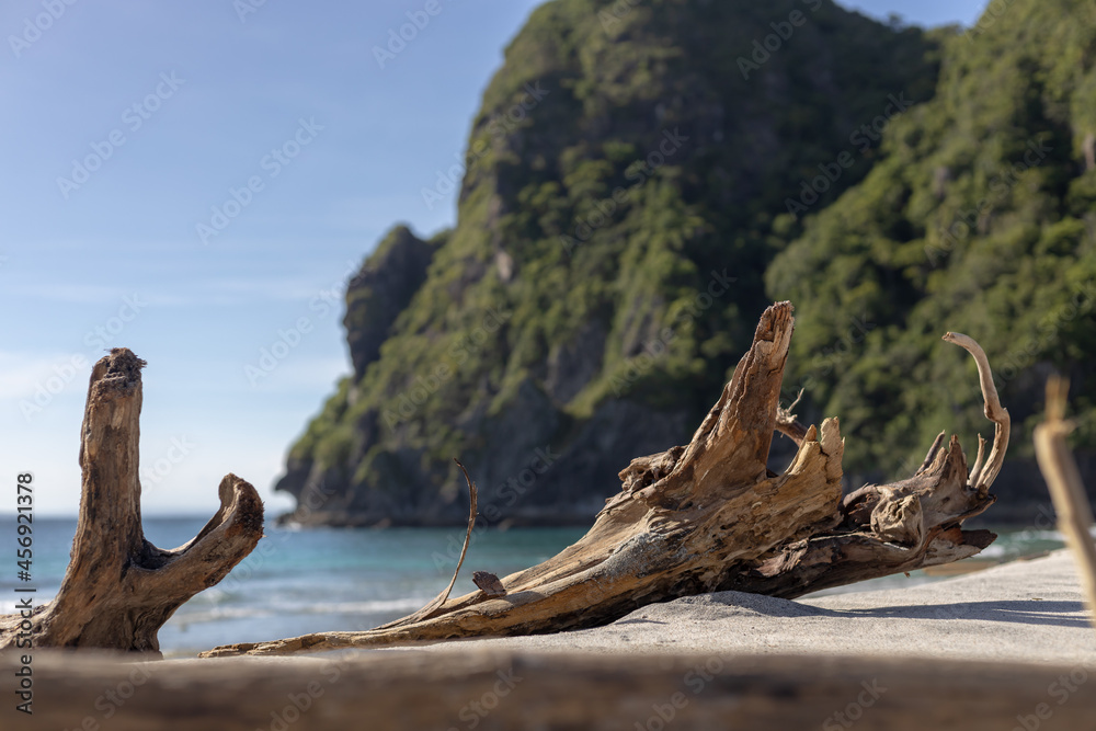 Fototapeta premium tree on the beach