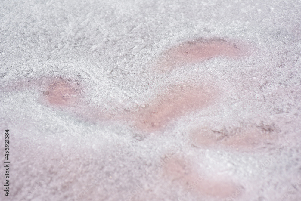 Background texture sea pink salt. Salt crystals close up. Pink salt lake.