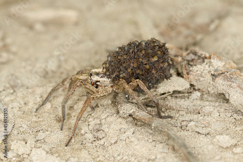 European Wolf spider, Hogna radiata with babies