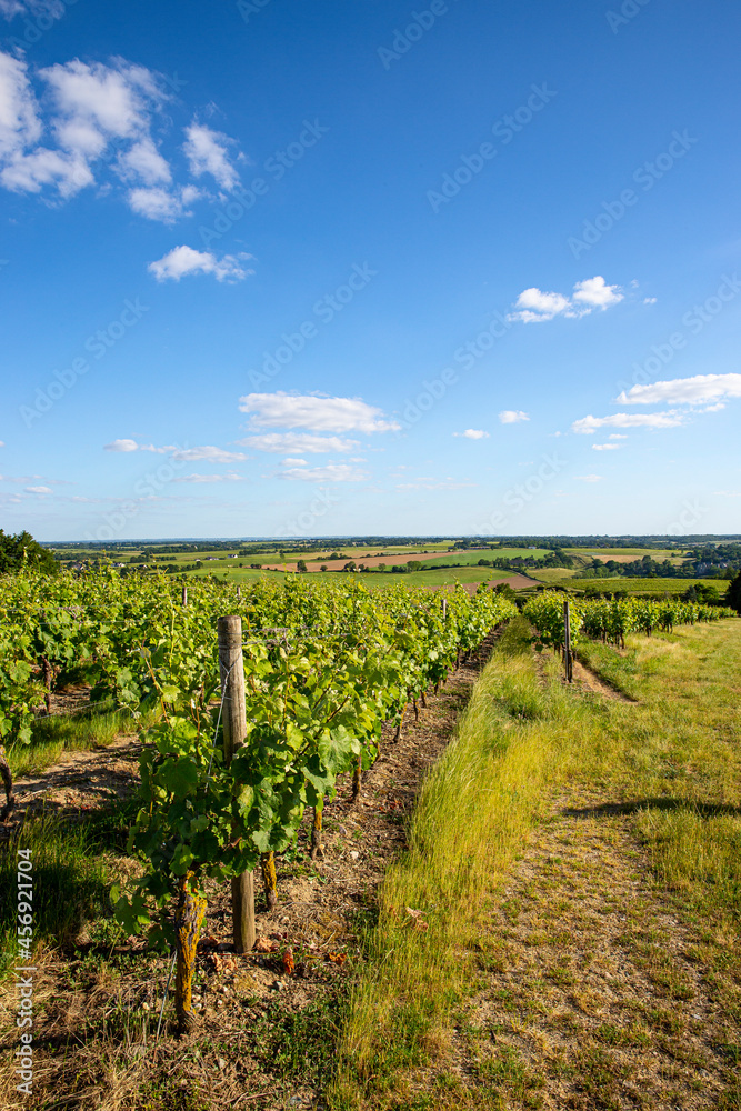 Paysage de vigne en France, vignoble d'Anjou.