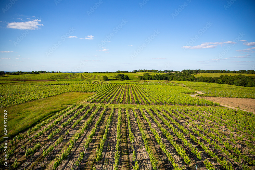 Paysage viticole, vue sur l'alignement des vignes à l'horizon.