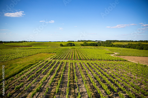 Paysage viticole  vue sur l alignement des vignes    l horizon.