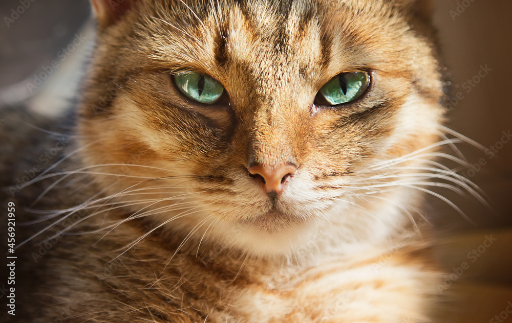 Close up portrait of beautiful domestic cat