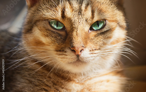 Close up portrait of beautiful domestic cat