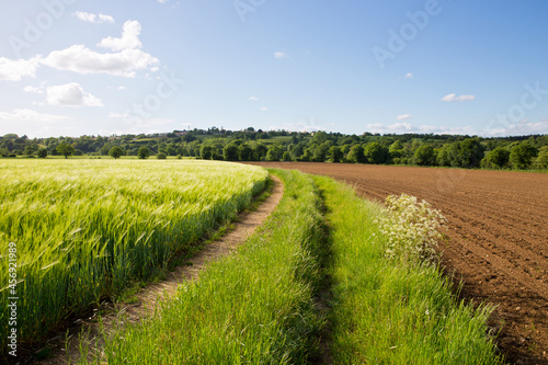 Obraz na plátně Paysage de campagne en France, chemin au milieu des champs.
