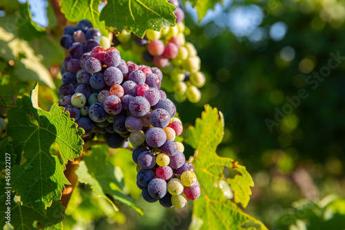 Grappe de raisin murissant au soleil dans les vignes.