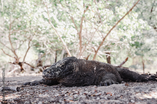 A rare komodo dragon laying on the ground on Komodo Island Labuan Bajo Indonesia