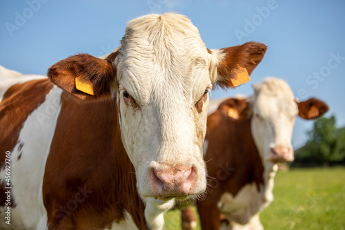 Troupeau de vache ou de bœuf dans les champs en pleine nature. © Thierry RYO