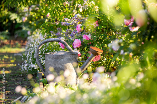 Fototapeta Naklejka Na Ścianę i Meble -  Jardin potager fleuri au soleil et arrosoir vintage.