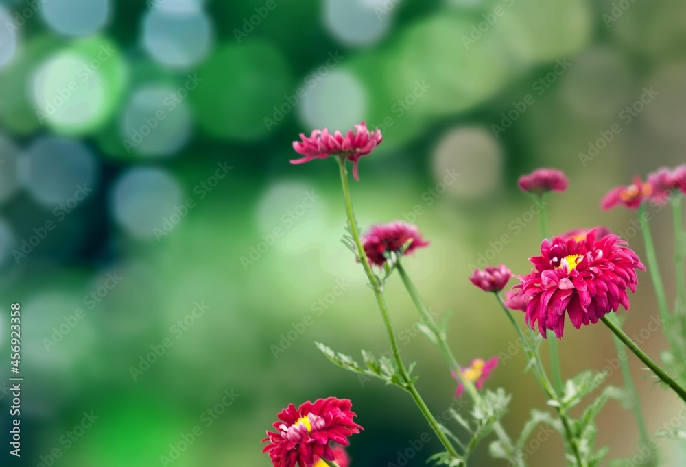 Fresh beautiful blooming flower green leaf background. Fresh beautiful blooming flower green leaf background.
