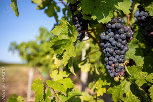 Wallpaper Mural Grappe de raisin noir dans les vignes avant les vendanges. Torontodigital.ca