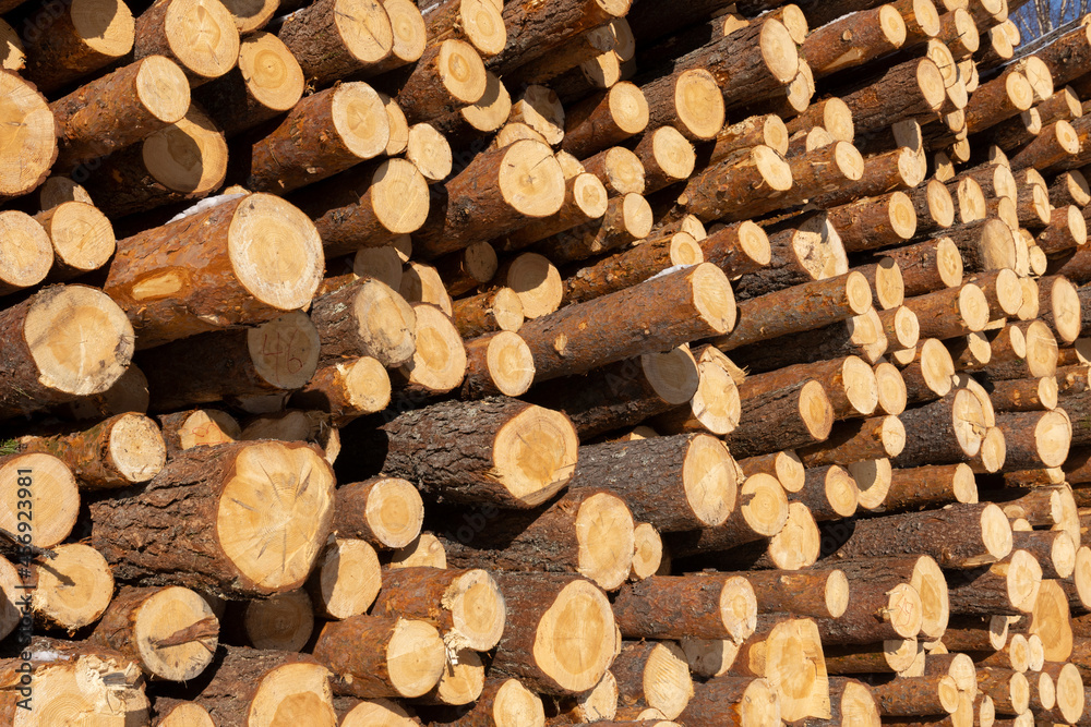 Pile of logged tree trunks. Sawn trees from the forest. Logging timber wood industry. Pile of logged tree trunks. Sawn trees from the forest. Logging timber wood industry.