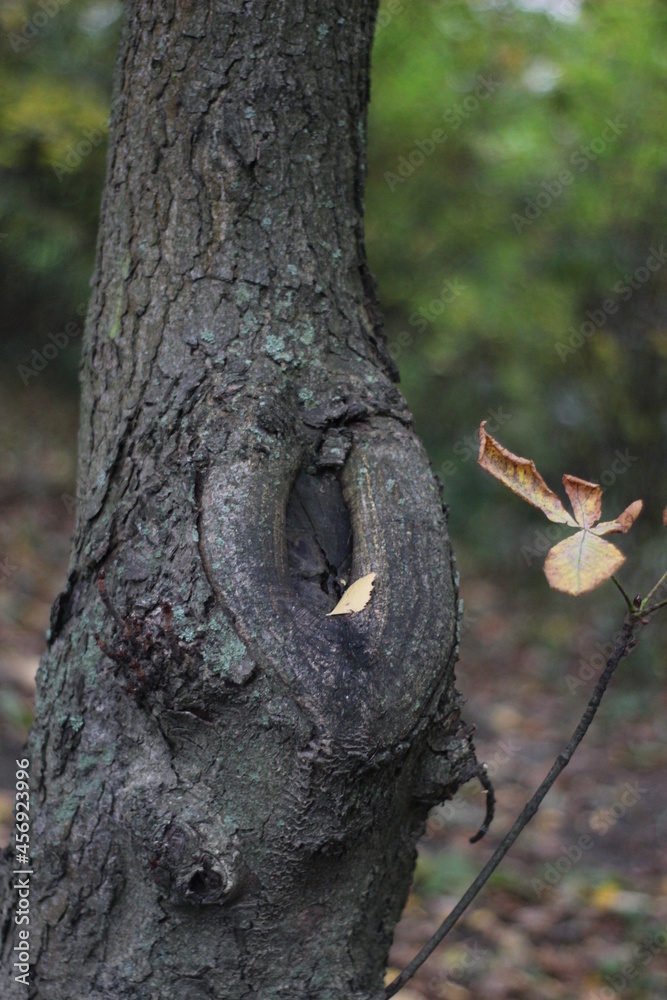 Obraz premium a hollow in the autumn forest