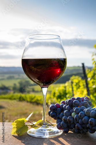 Verre de vin rouge dans les vignes après les vendanges.