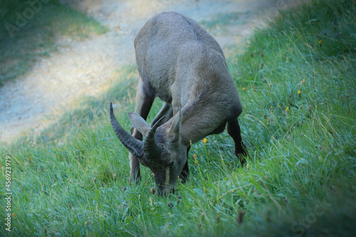 Valle d'Aosta, Parc Animalier d'Introd: stambecco delle Alpi che pascola. photo