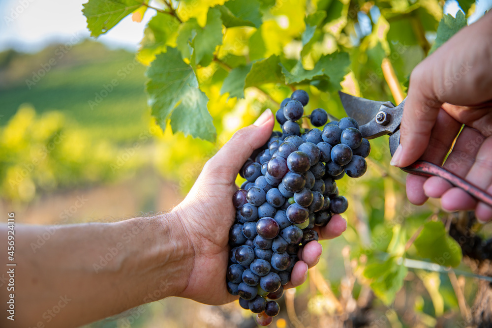 Vendange à la main, viticulteur et son sécateur récoltant le raisin dans les vigne à l'automne.