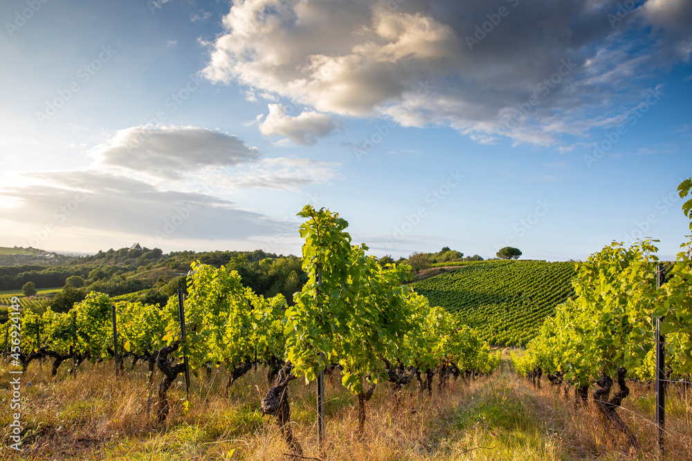 Paysage viticole dans les vigne en Anjou, France.