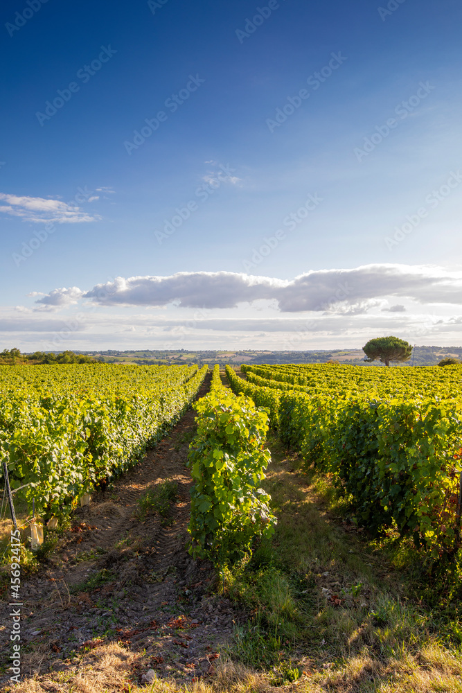 Paysage de vigne, alignement dans les vignobles de France.