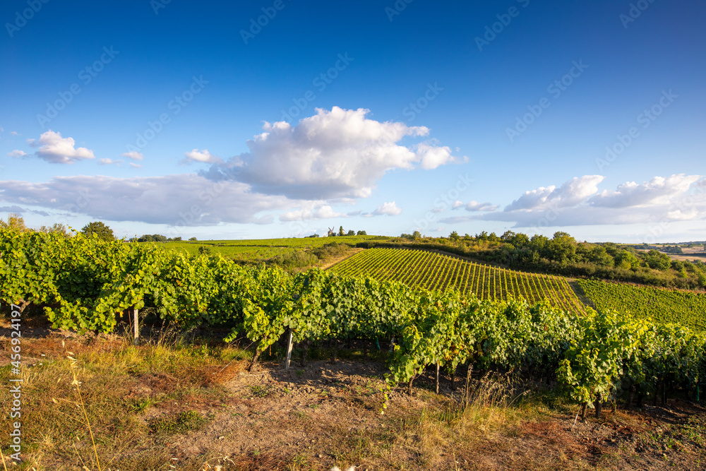 Obraz premium Paysage en Anjou dans les vignes à Ardenay dans le vignoble du Layon.