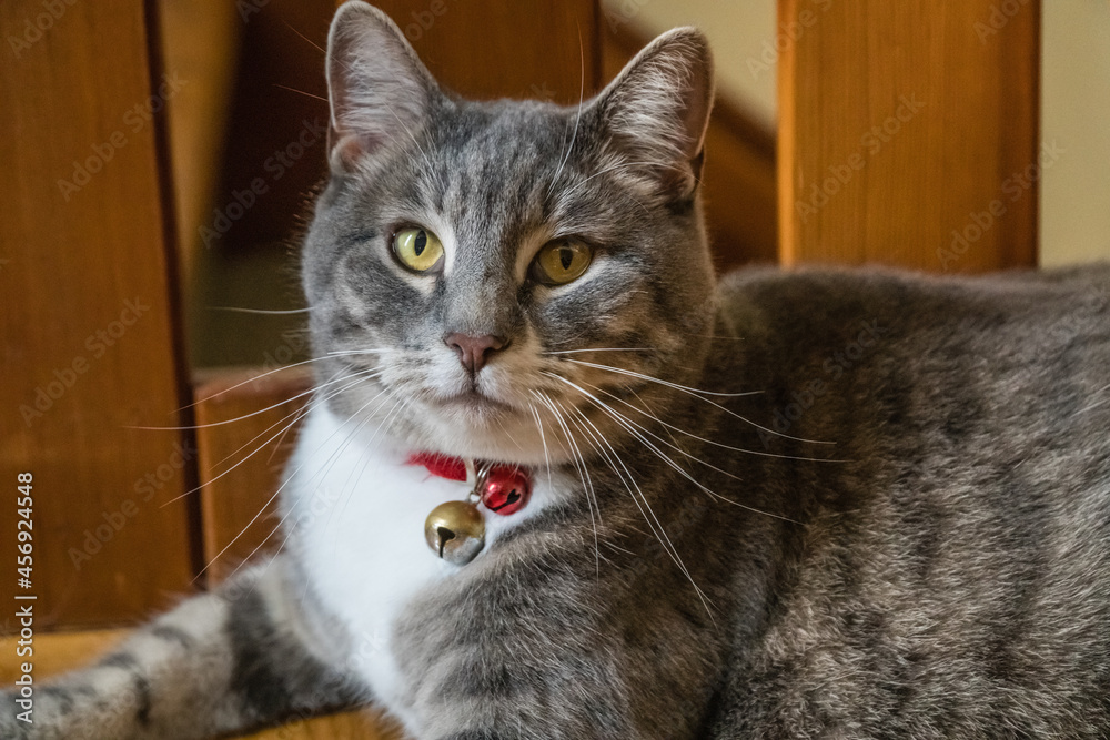 Obraz premium Gray cat with red collar and bell with looking alert and curious.