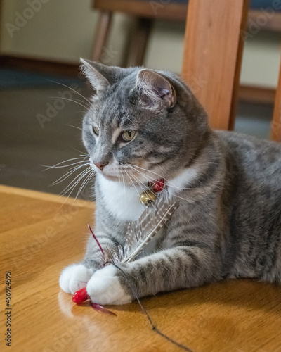 Gray cat with red collar and bell with looking alert and curious.