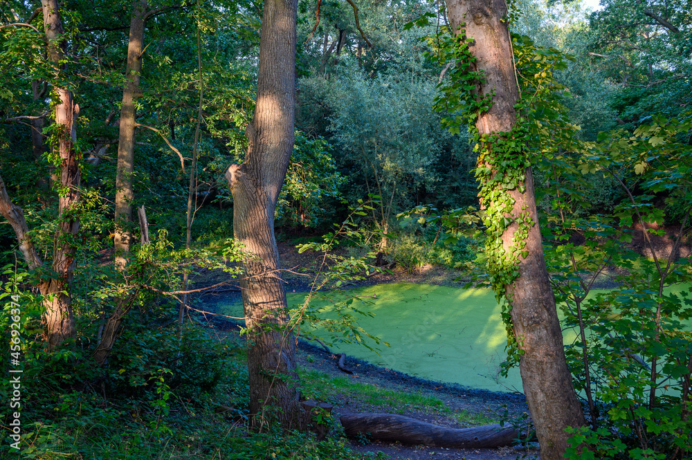 Fototapeta premium Pond on Hayes Common in Hayes, Kent. Sunlight on the small pond and trees in the late afternoon. Hayes Common is in the Borough of Bromley (Greater London), Kent, UK.