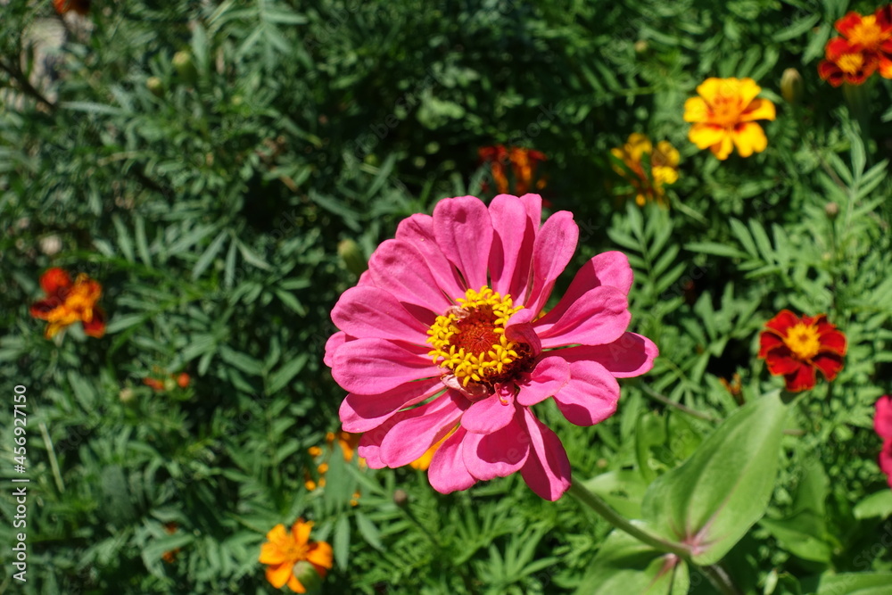 One pink flower head of Zinnia elegans in july One pink flower head of Zinnia elegans in july
