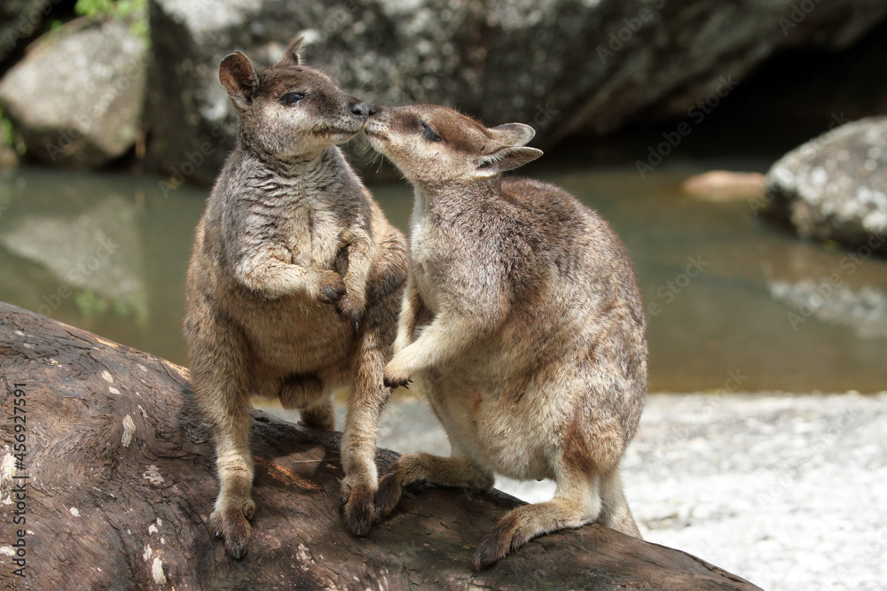 Naklejka premium Rock Wallaby Kiss, Happy Valentines Day, Kissing Cousins, Smooching Roos. Wild Rock Wallabys