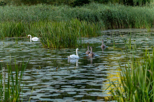 Swan pair with its young, still with gray feathers, on a small forest lake