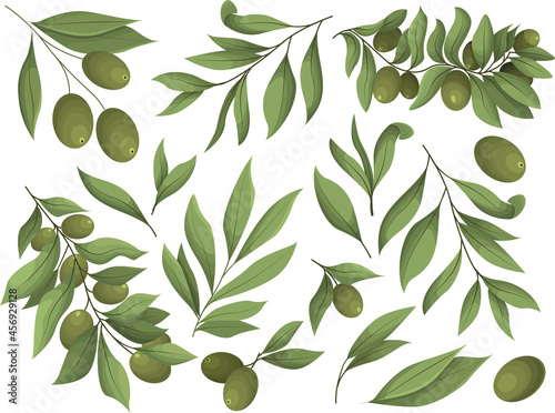 Set of Olive branch with fresh leaves and olives. Design elements, leaves, olive branches and olives. Vector illustration isolated on a white background.